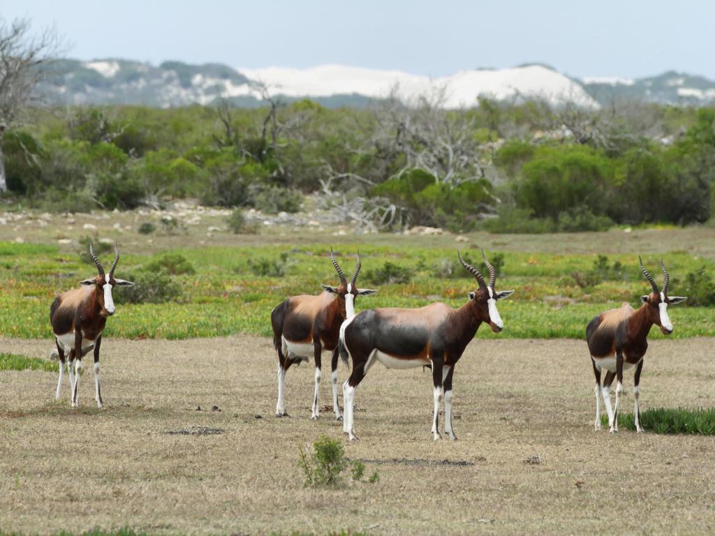 Bontebok herd in the natural reserve on a sunny day