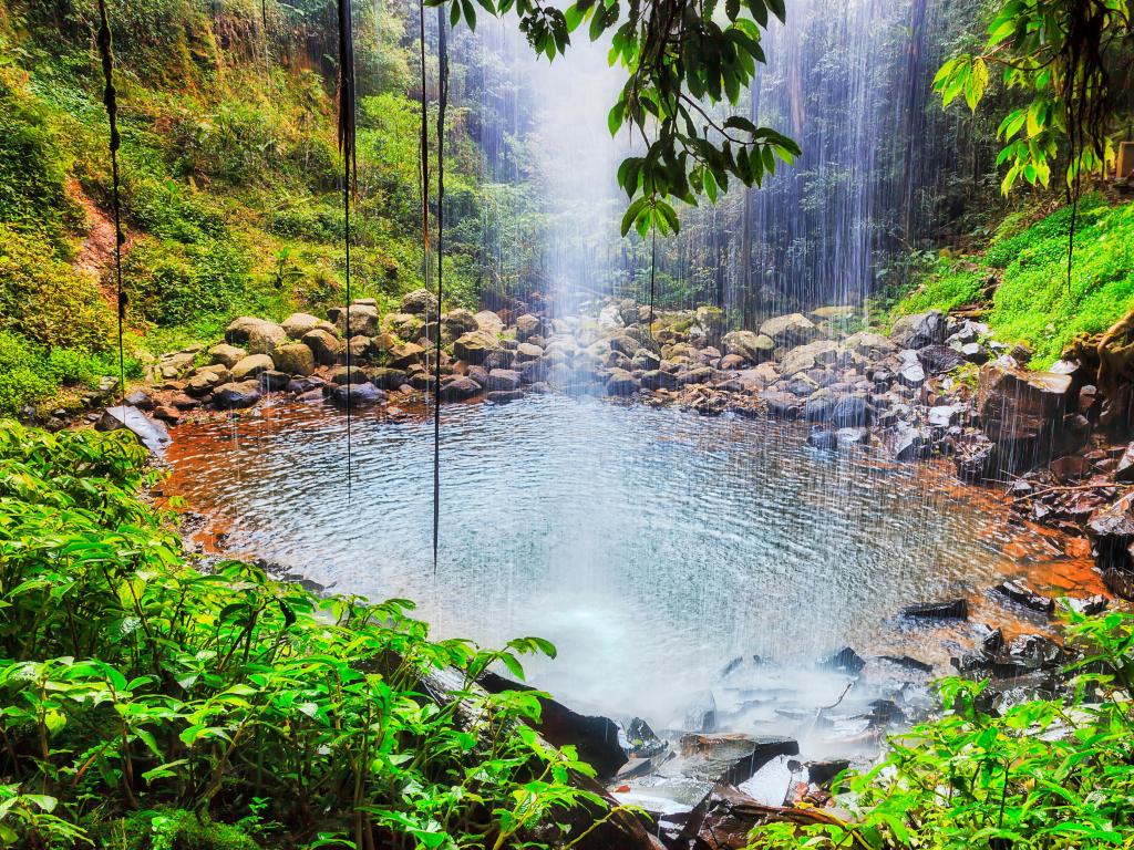 Dorrigo National park, Australia Inside waterfall with Crystal Falls, an ancient rainforest, part of Gondwana continent. Water stream falling down to rock pool.