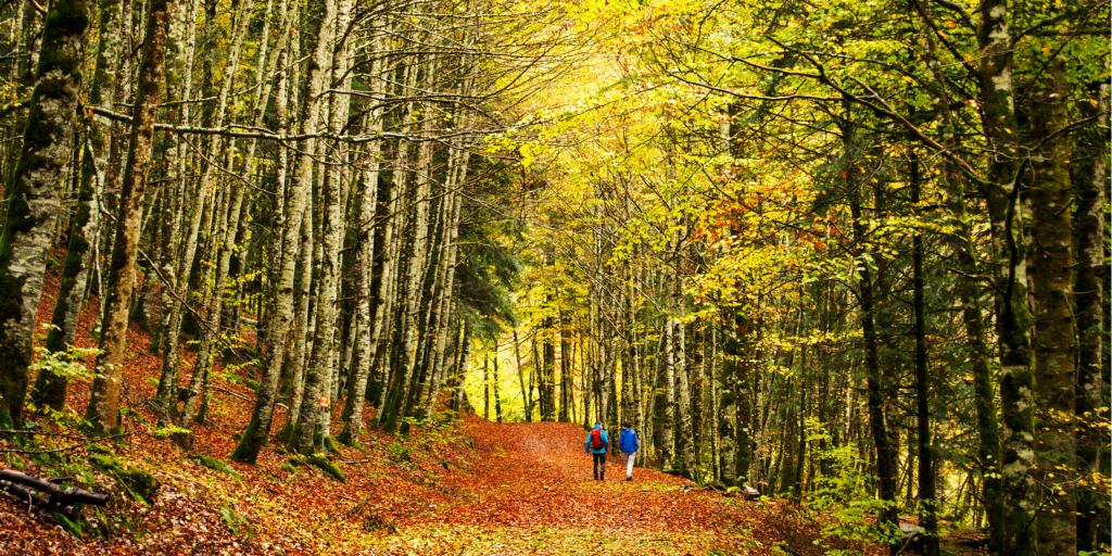 People walk through the bright autumn trees of Irati Forestin Navarra, Spain