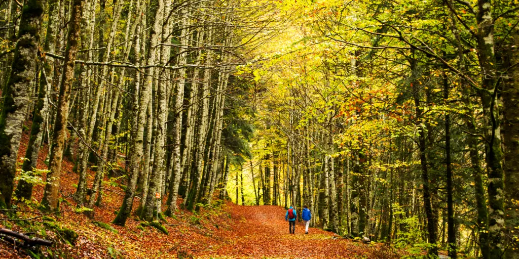 People walk through the bright autumn trees of Irati Forestin Navarra, Spain