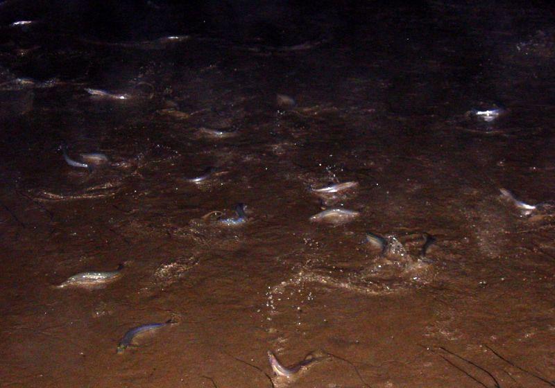 Many California Grunion (Leuresthes tenuis) on the beach in San Diego, California, USA at night