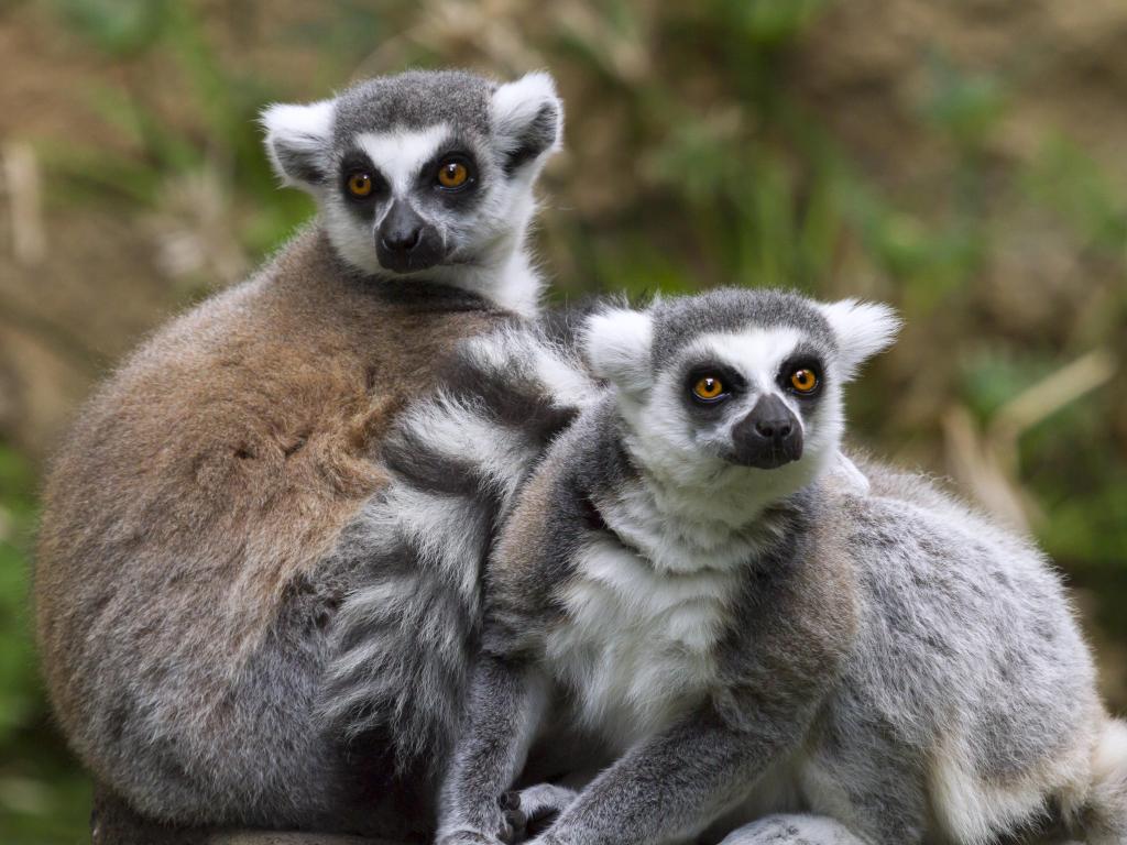 Two ring-tailed lemurs sitting on a branch and looking away