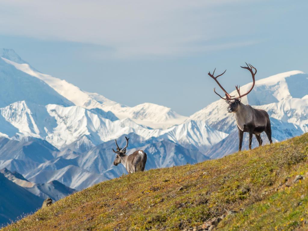 Majestic caribou bull in front of the mount Denali, (Mount McKinley), Alaska