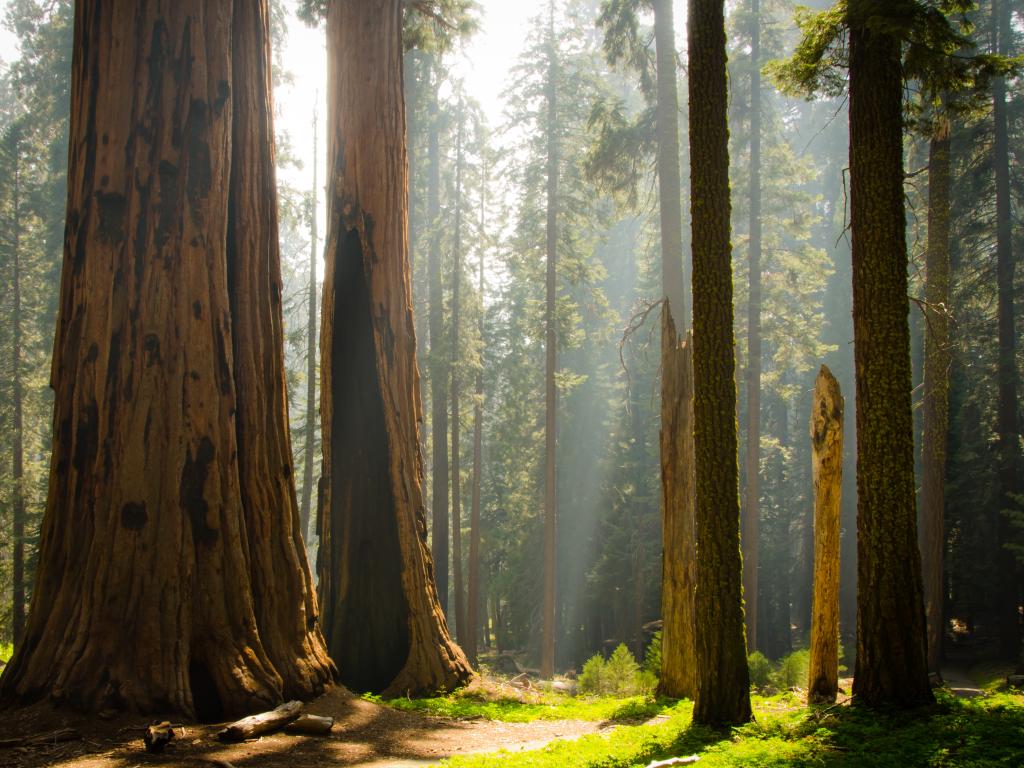 Sun shining through giant sequoia trees in the Kings Canyon National Park in California