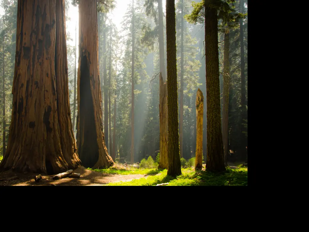 Sun shining through giant sequoia trees in the Kings Canyon National Park in California