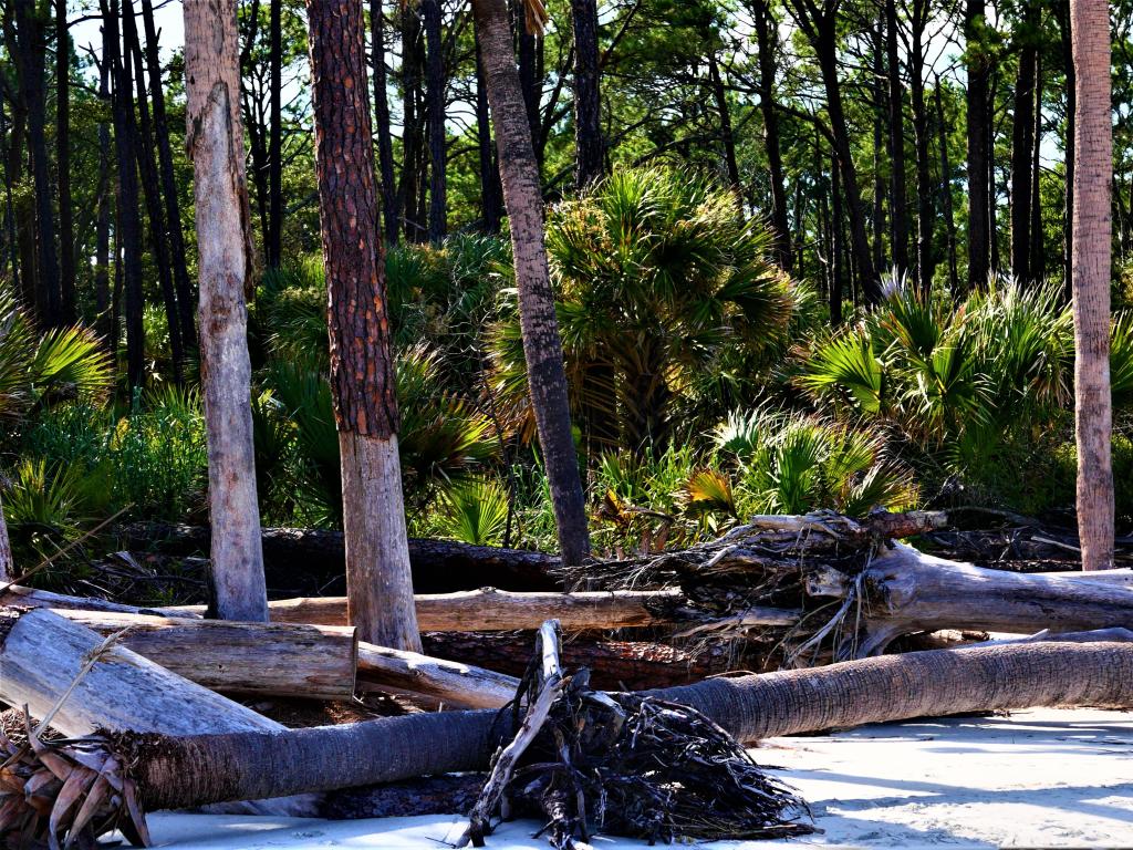 Hunting Island State Park, USA with a view of fallen trees and tropical plants in the distance, sand in the foreground. 