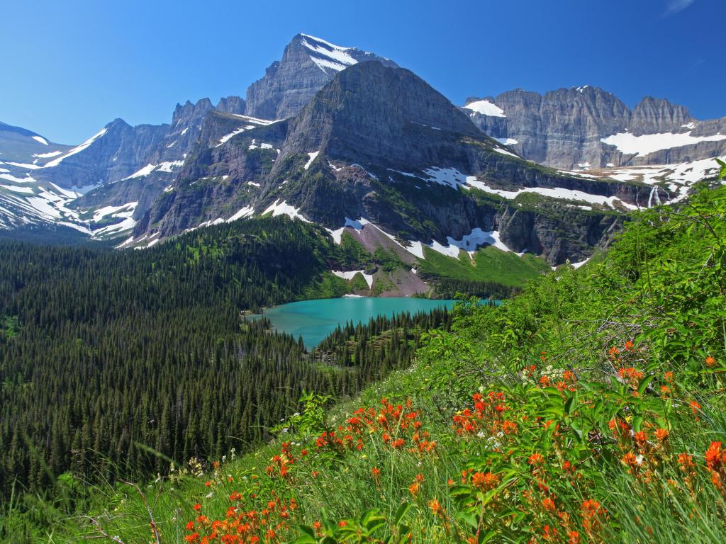 Glacier National Park, Montana with red flowers in the foreground looking down to the thick forest valley below and a turquoise lake, snow-capped mountains in the distance on a clear sunny day.