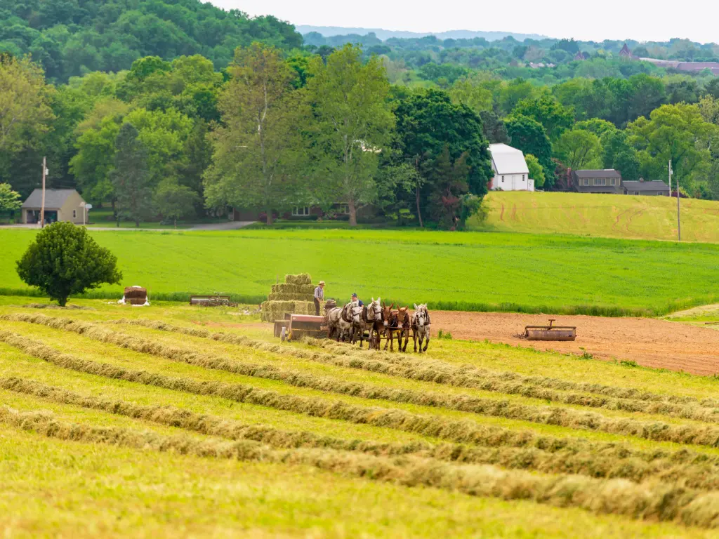 Amish boy and girl baling hay in a field in in Lancaster County, Pennsylvania