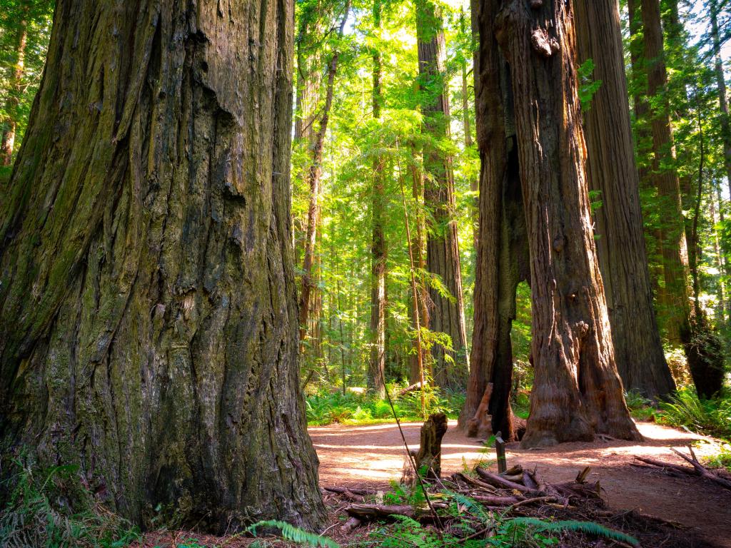 Majestic redwood trees in Humboldt Redwoods State Park, California, under a canopy of green leaves