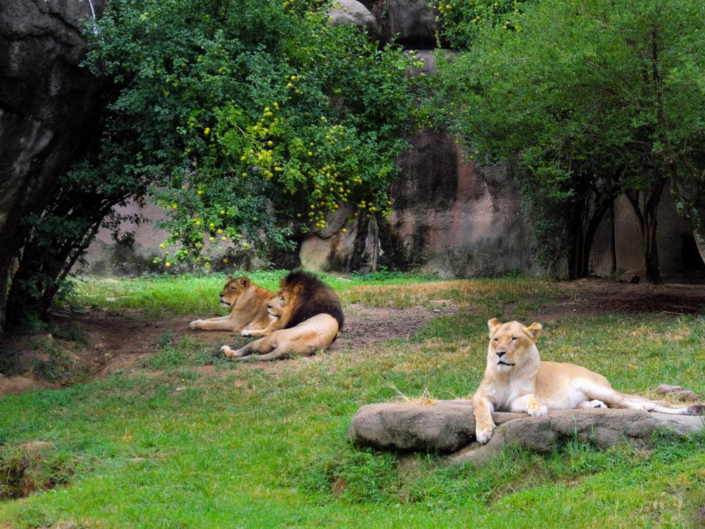 A family of lions relaxing in their Memphis Zoo enclosure