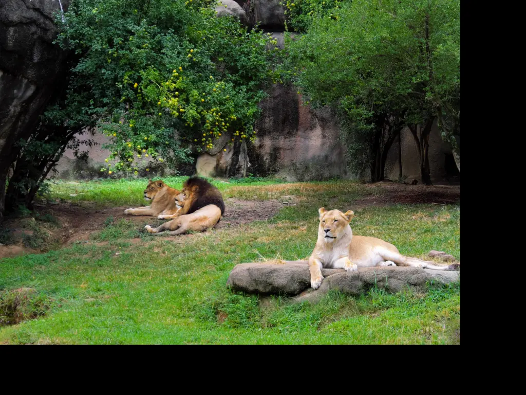 A family of lions relaxing in their Memphis Zoo enclosure
