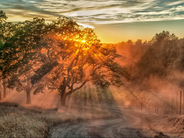 Sunset over a Sonoma County Vineyard, CA