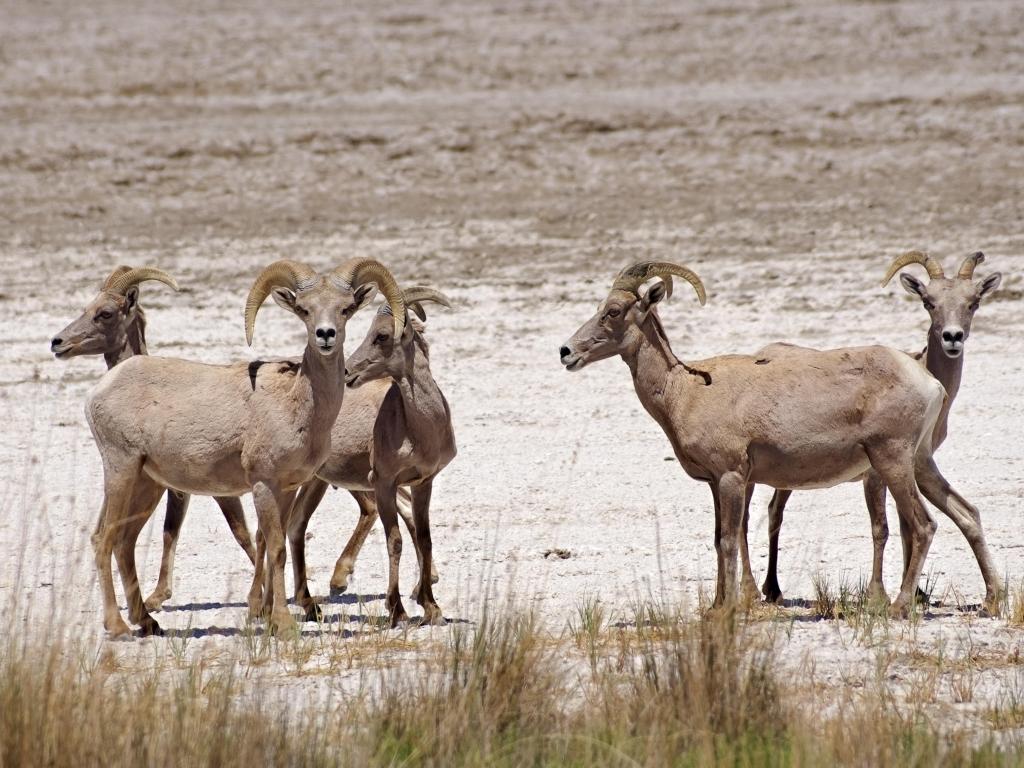 Desert Bighorn Sheep stand in the parched grass in Mojave National Preserve