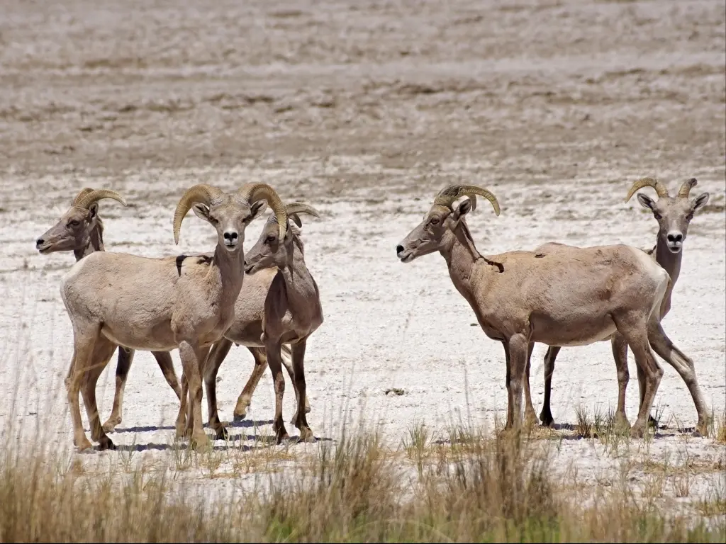 Desert Bighorn Sheep stand in the parched grass in Mojave National Preserve