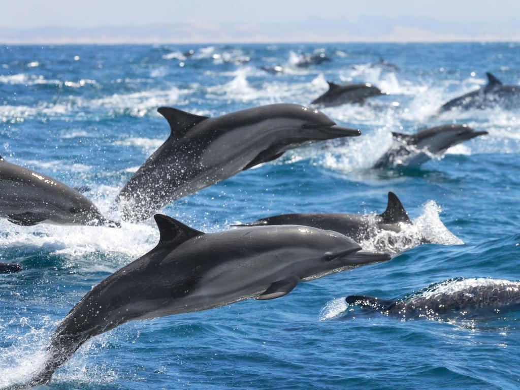 A big pod of dolphins jumping out of the ocean on a sunny day