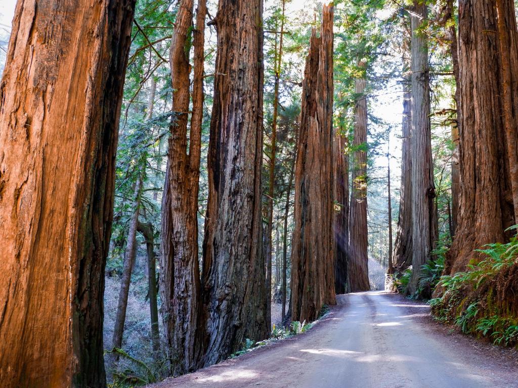 Sunbeams shine through the massive redwoods in Jedediah Smith Redwoods State Park, Redwood National Park, California