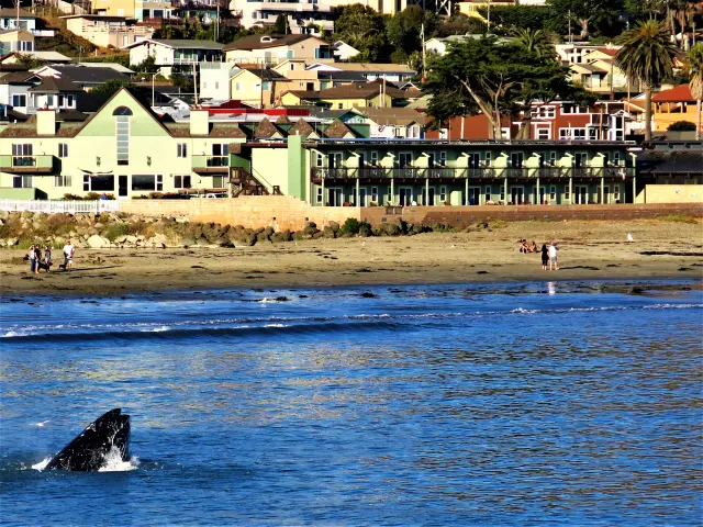 Beach view with people watching a humpback whale breaching