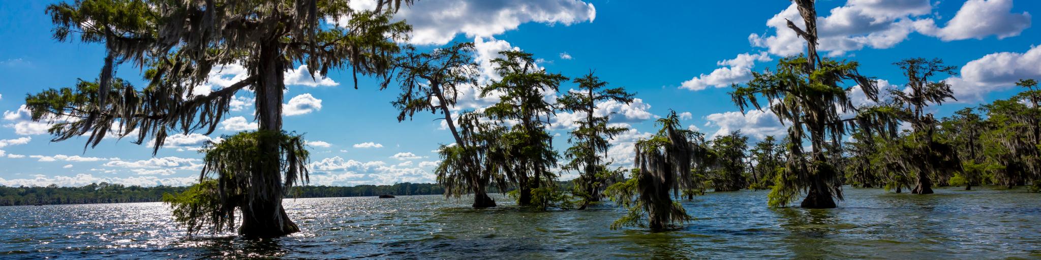 Lake Martin Swamp on a sunny day near Breaux Bridge, Louisiana