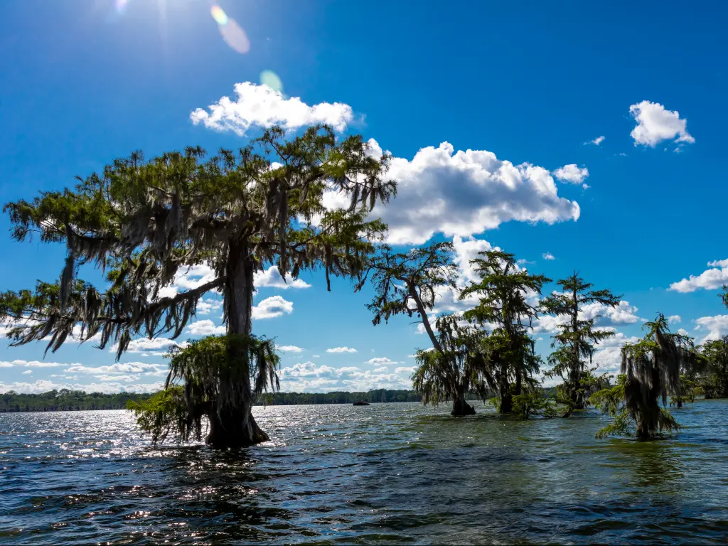 Lake Martin Swamp on a sunny day near Breaux Bridge, Louisiana