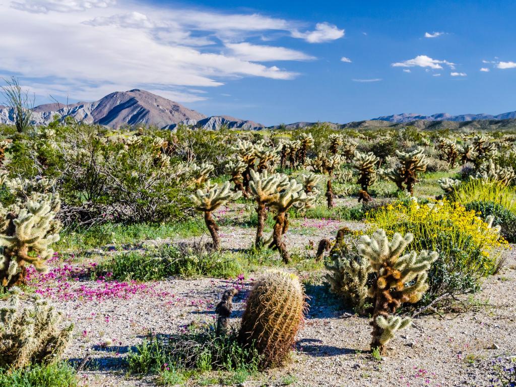 Wildflowers at Anza-Borrego Desert State Park, Southern California.