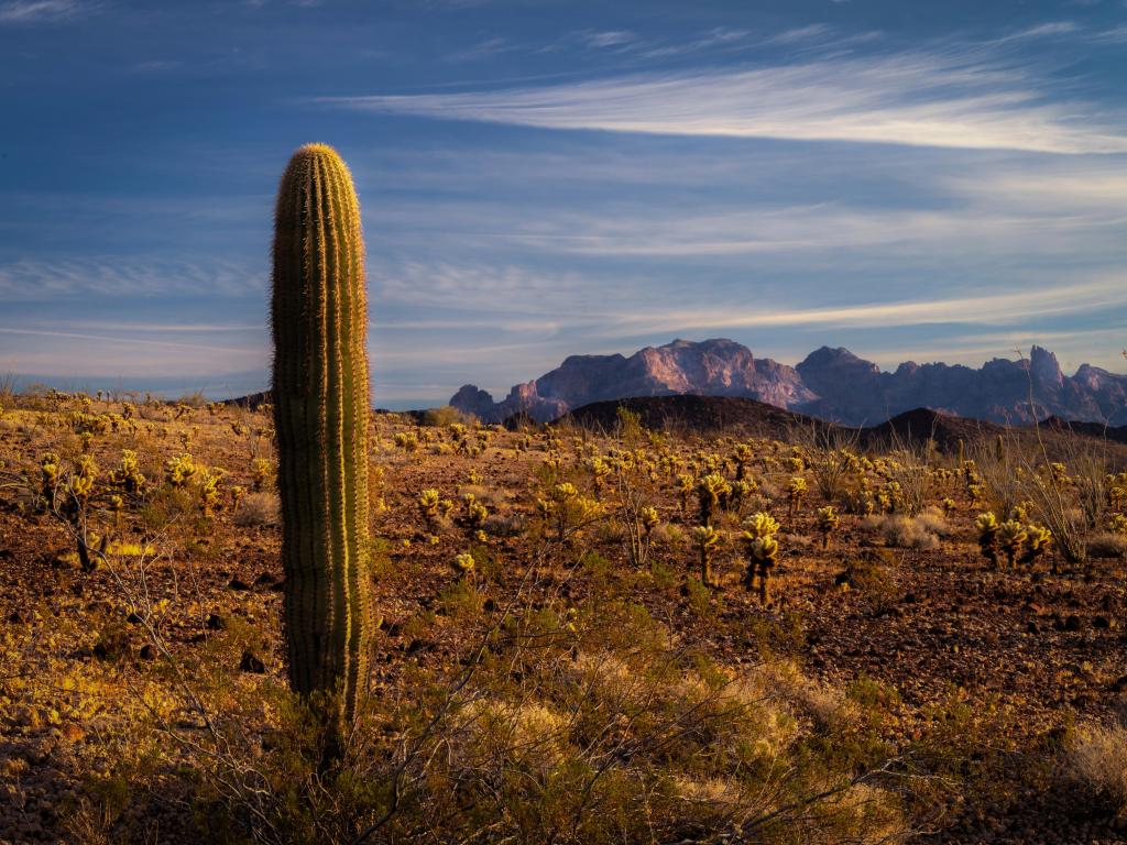 Kofa National Wildlife Area, Arizona, USA with a cactus in the foreground and rocky mountains in the distance.