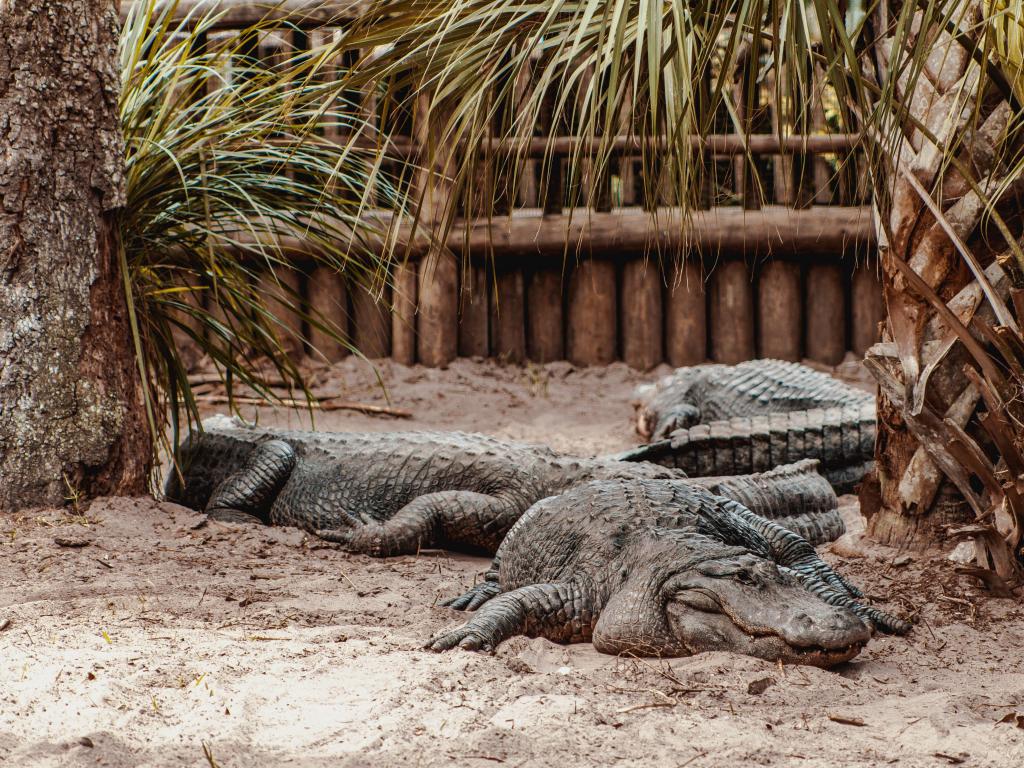 Several alligators enclosed in a zoological park with palm trees in the background