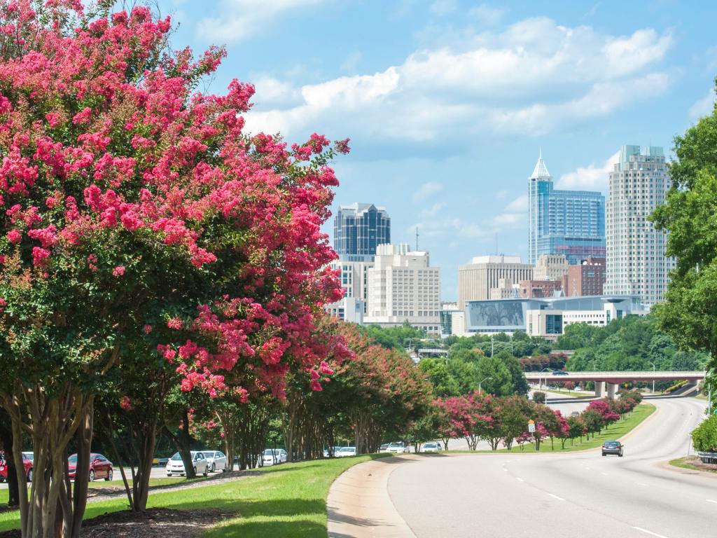 Raleigh skyline in the summer with crepe myrtle trees in bloom