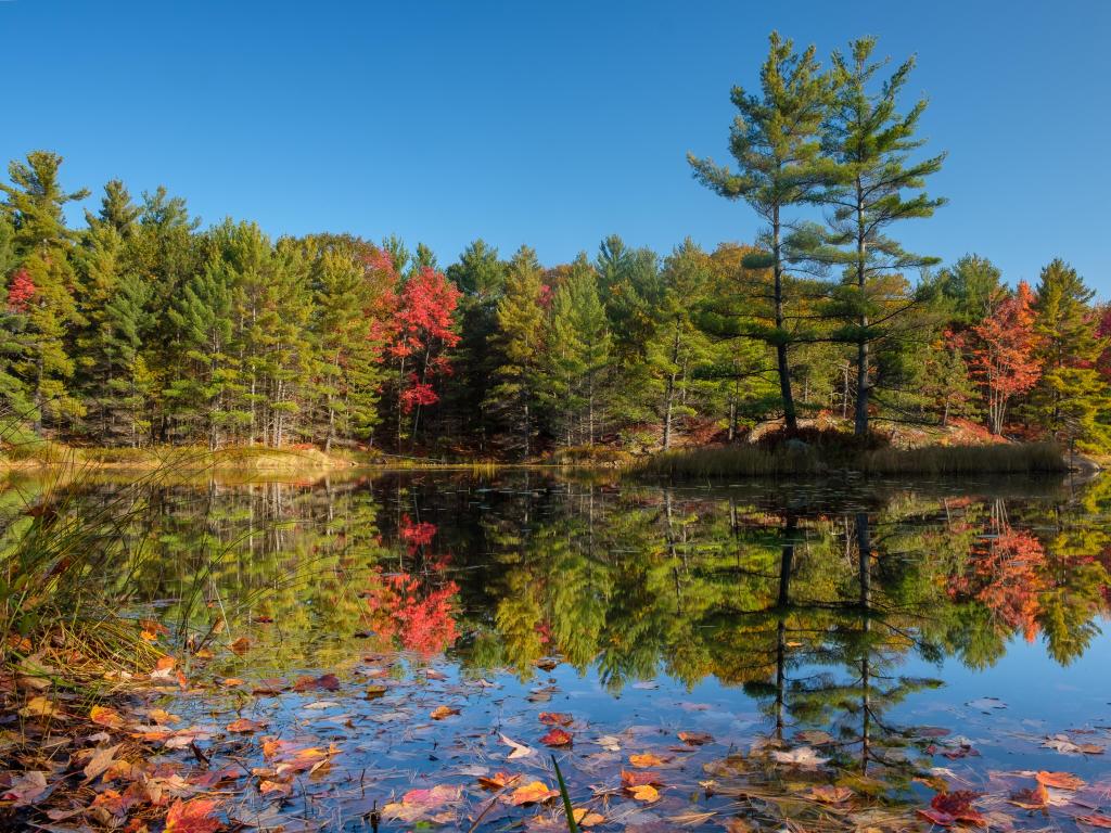 Vibrant red and green foliage on tall trees reflected in perfectly still lake