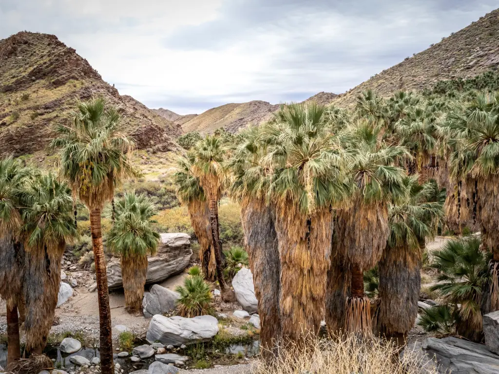 A panoramic view of a desert oasis in Indian Canyons with California Fan Palms surround fresh spring water near Palm Springs.
