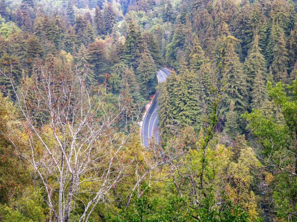 Rout one as seen from Buzzard Roost Trail in Pfeiffer Big Sur State Park, Big Sur, CA.