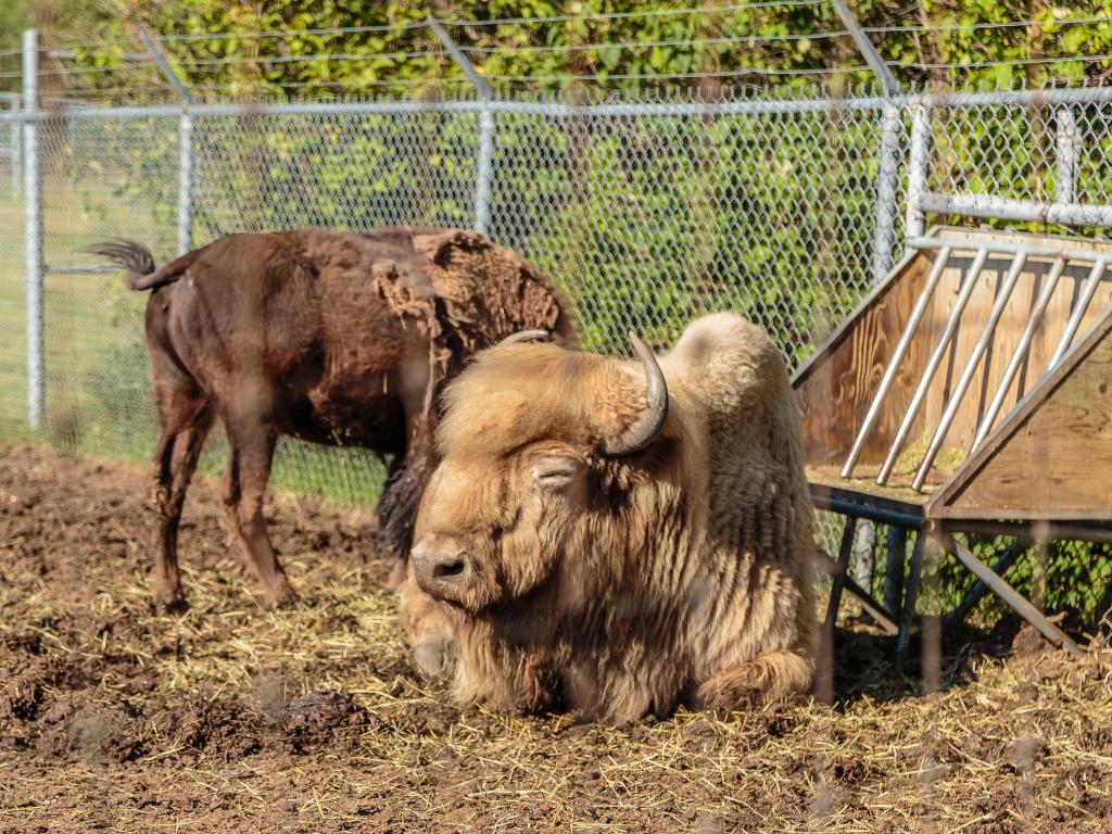 Two bison relaxing at the park