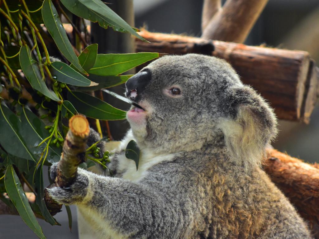 Koala eating a branch on a tree at the Koala Hospital