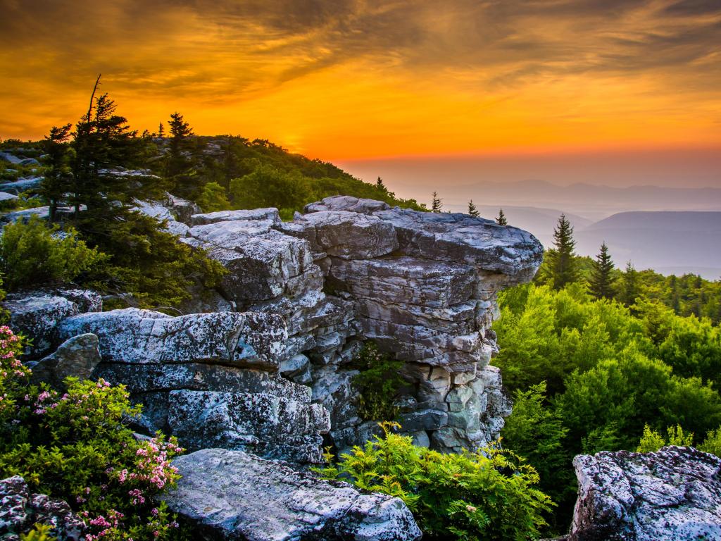 Monongahela National Forest, West Virginia, USA with a sunrise at Bear Rocks Preserve, in Dolly Sods Wilderness, with wildflowers and rocks in the foreground.