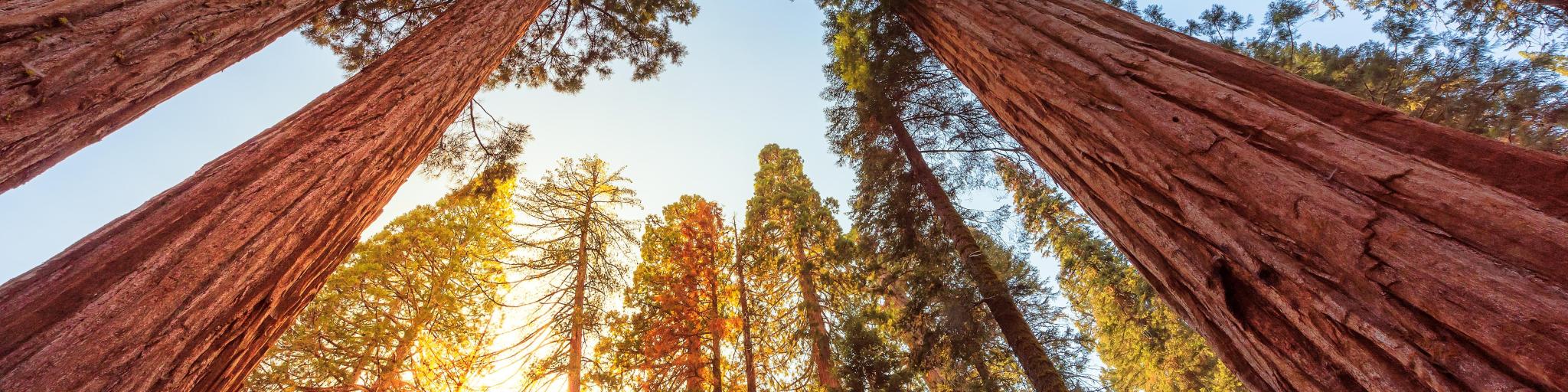 Giant Sequoias Forest. Sequoia National Park in California Sierra Nevada Mountains, USA.