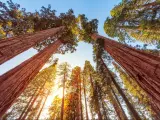 Giant Sequoias Forest. Sequoia National Park in California Sierra Nevada Mountains, USA.