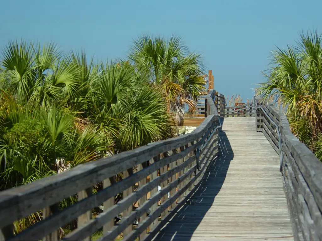 Wooden walkway surrounded by palm trees down to the beach on Caladesi Island in Florida.