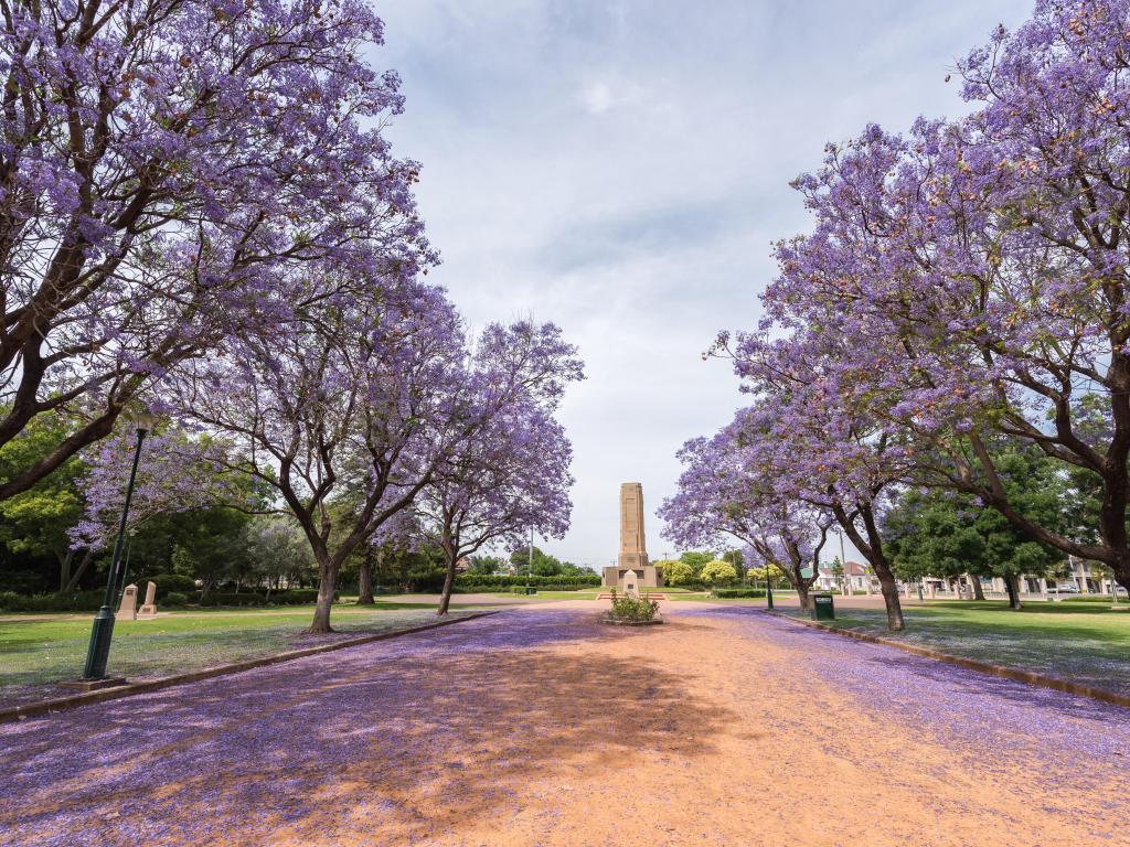 Dubbo, NSW, Australia with a view of lilac Jacaranda over rural street in Victoria Park.