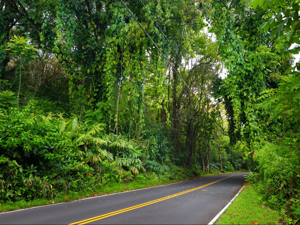 The road to Hana on Hawaii's Maui island passes through specacular rainforest, narrow mountain twists and turns, and offers amazing views. 