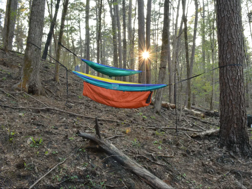 Hammocks hanging between trees in the woods in the Davy Crockett National Forest in Texas.