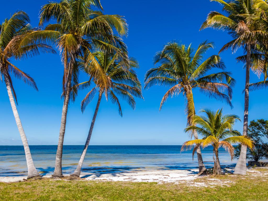 Palm trees on Gulf of Mexico in Bokeelia on Pine Island Florida