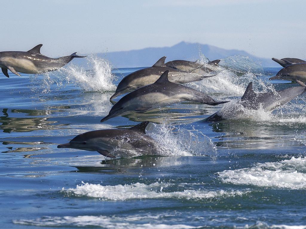 A pod of long-beaked common dolphins leap out of the water in Monterey Bay, California.