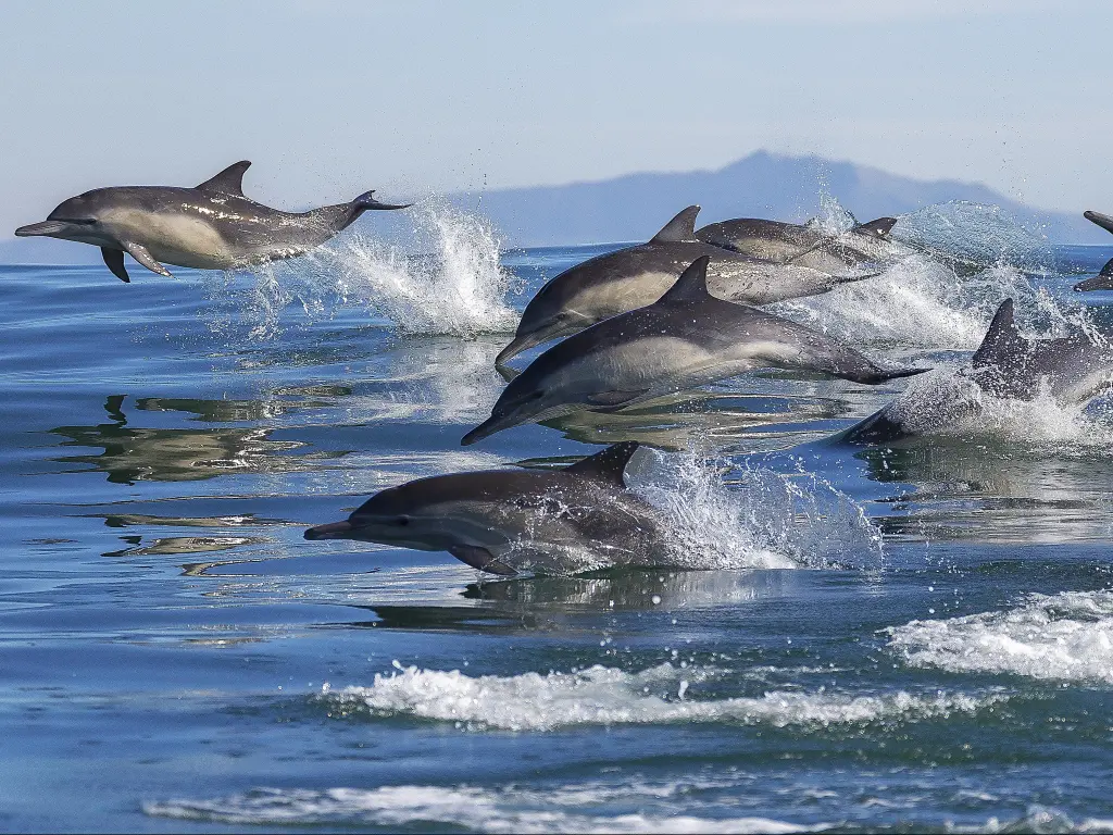 A pod of long-beaked common dolphins leap out of the water in Monterey Bay, California.