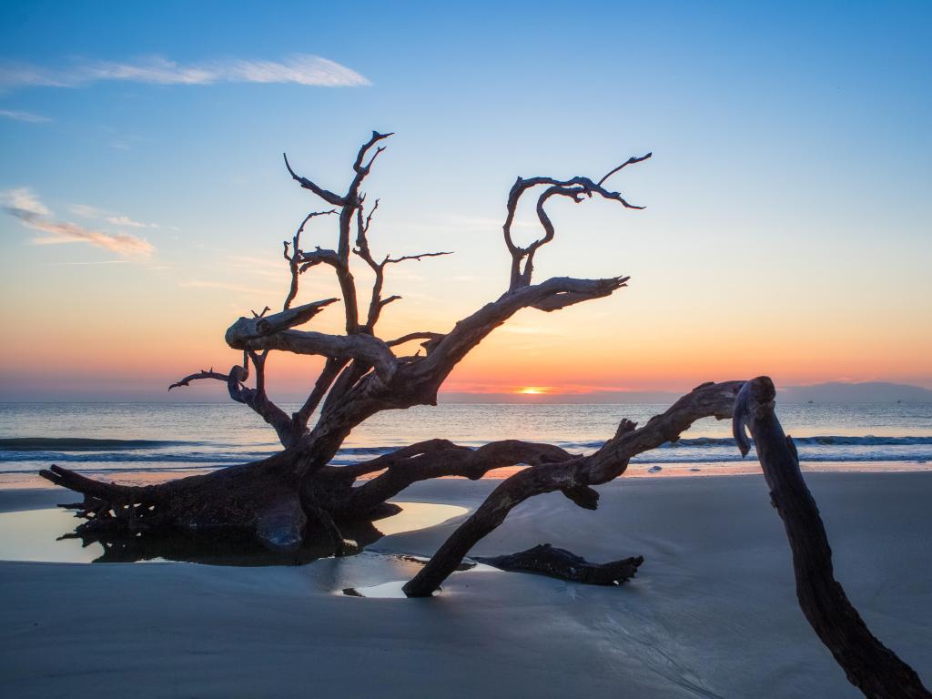 Dristwood Beach, Golden Isles, Georgia, United States