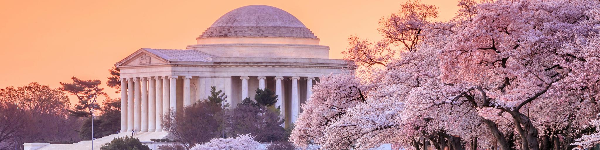 Famous building in Washington DC with blossoming cherry trees during a sunrise
