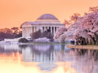 Famous building in Washington DC with blossoming cherry trees during a sunrise