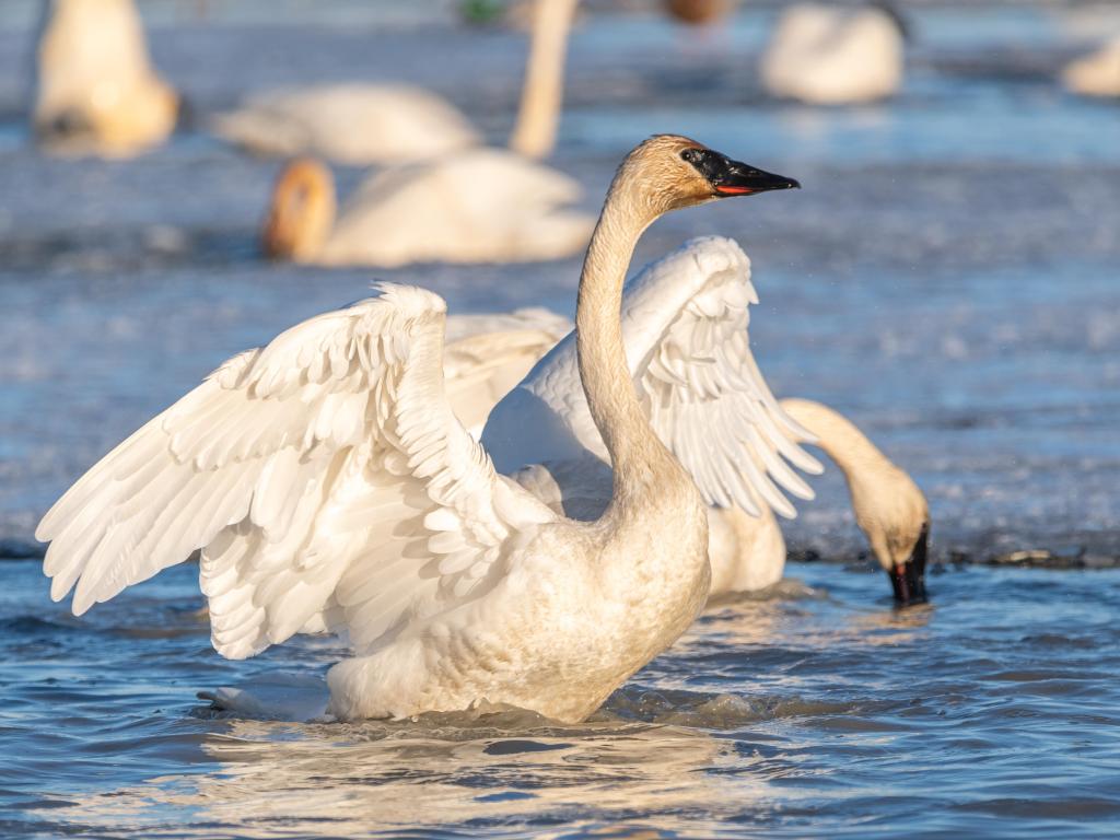 Arctic swan flapping wings on the lake in a sunny afternoon