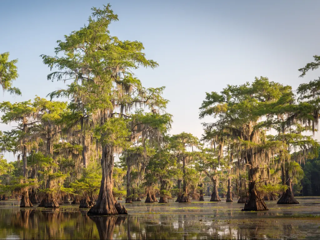 Tall bald cypress trees growing out of the swamp at Caddo Lake on the border between Texas and Louisiana.