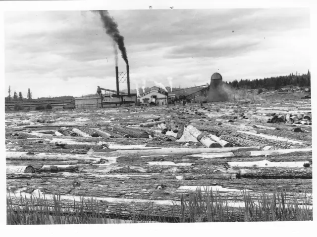 Black and white image of the logging mill, with tree logs covering an area that is now Vernonia Lake