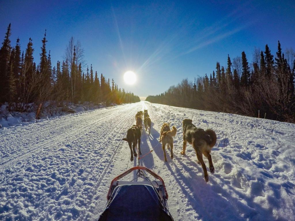 Sled dogs in Alaska on a sunny day, dogs running on the snow