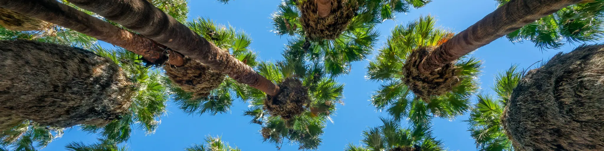 Looking up at native California palm trees in Indian Canyons, Palm Springs